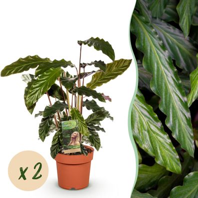 Calathea Rufibarba - Pfauenpflanze - Pflegeleicht - Grün - 2 Pflanzen - Ø17cm