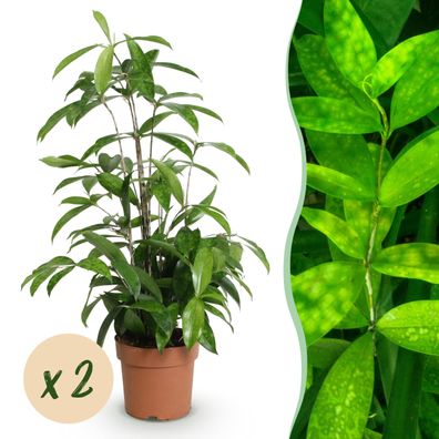 Dracaena surculosa - Drachenblutbaum - Pflegeleicht - Grün - 2 Pflanzen - Ø17cm