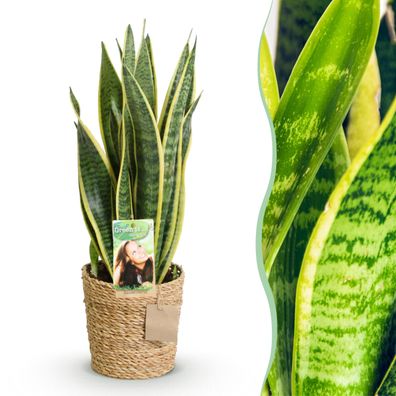 Sansevieria Laurentii - Weibliche Zunge - Pflegeleicht - mit Korb - Grün - Ø17cm