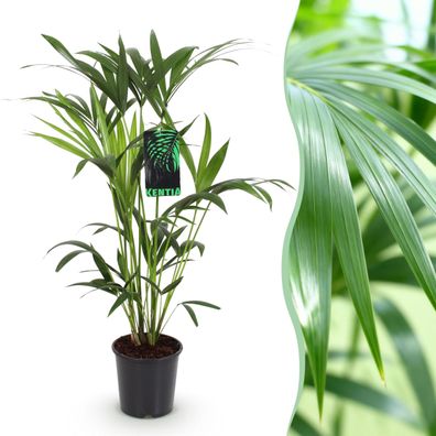 Howea Forsteriana - Kentia Palm - Pflegeleicht - Grün - Ø19cm - 80-85cm - Zimmer