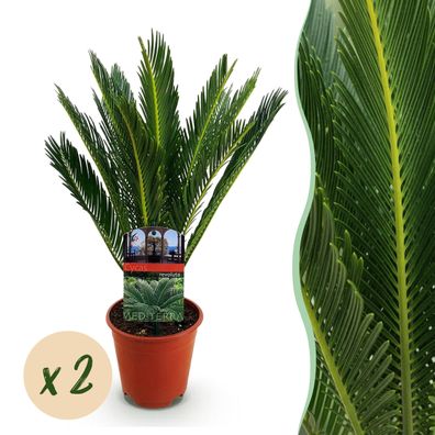 Cycas revoluta - Palmfarn - Pflegeleicht - Grün - 2 Pflanzen - Ø14cm - 45-55cm