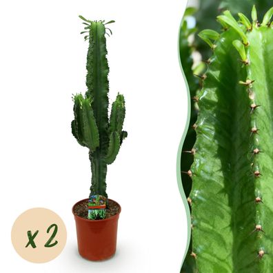 Euphorbia eritrea - Afrikanischer Milchbaum - Pflegeleicht - Grün - 2 Pflanzen