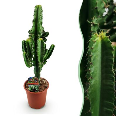 Euphorbia eritrea - Afrikanischer Milchbaum - Pflegeleicht - Grün - Ø17cm - 50-6