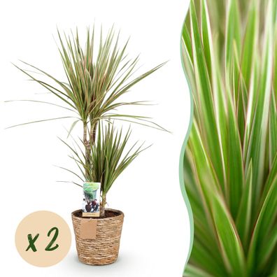 Dracaena Sunray - Drachenbaum - Pflegeleicht - mit Korb - Grün - 2 Pflanzen - Ø1