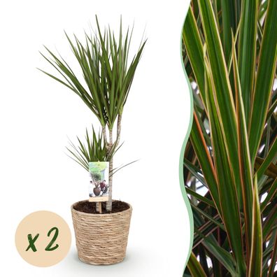 Dracaena Marginata - Drachenbaum - Pflegeleicht - mit Korb - Grün - 2 Pflanzen
