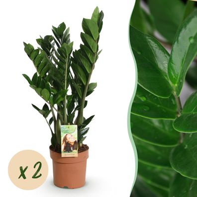 Zamioculcas - ZZ-plant - Pflegeleicht - Grün - 2 Pflanzen - Ø17cm - 65-75cm - Zi