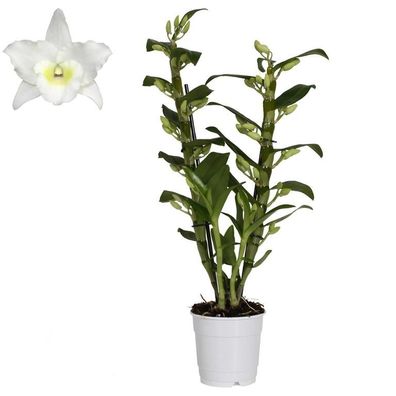 Dendrobium Nobile Weiss Orchidee 40-50 cm Zimmerorchidee Pflanze Blüht stark