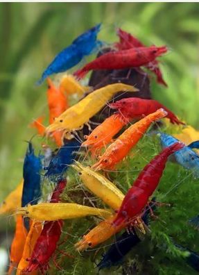 10 Stück Garnelen Mix blau, rot, gelb, orange, farblos ! ausselektiert !