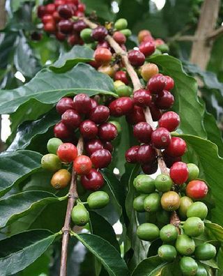 Echter Kaffeestrauch Samen / schnellwüchsige immergrüne einfache Zimmerpflanze Deko
