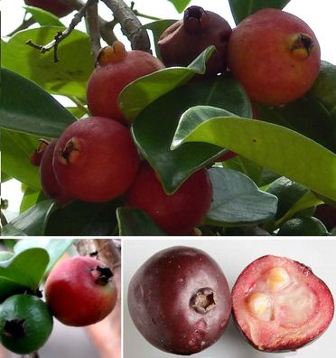 Erdbeer-Guave Samen / Erdbeerbaum tropische Bäume Pflanzen für den Wintergarten Deko