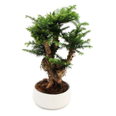 Zimmerbonsai Araucaria cunninghamii Zimmertanne Neuguinea-Araukarie ca
