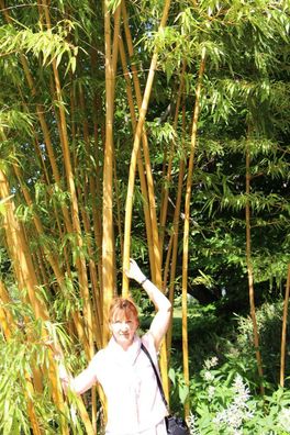 Goldener Bambus Samen Teichrandbepflanzung winterharte Sumpfpflanze Teichpflanze Deko