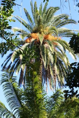 Frostharte Dattel-palmen Samen / Balkonpflanze Balkonpflanzen Pflanzen für den Balkon