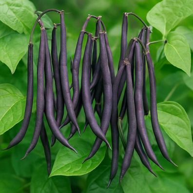 Buschbohnen Purple Teepee Samen - violettblaue, fadenlose Hülsen, 12-15?cm