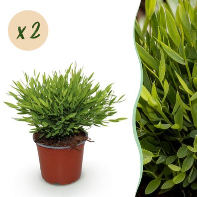 Bamusa Pogonatherum Monica - Bambusgras - Haustierfreundlich - Grün - 2 Pflanzen
