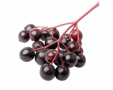 Großfrüchtiger Holunder Korsor - Sambucus nigra 'Korsor' verschiedene Größen