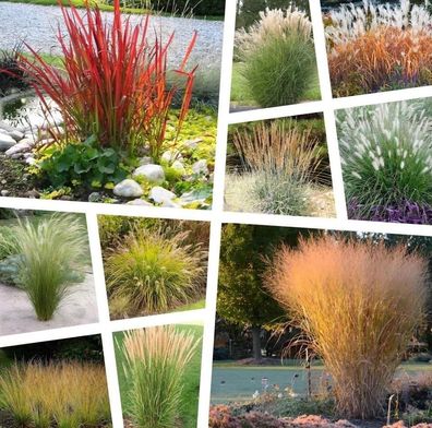 Stauden Gänge 10 x Ziergras Kollektion 1 Liter (Ziergras/Gräser) Blickfang