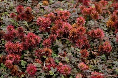 3 x Acaena microphylla. ´Kupferteppich´ (Stachelnüsschen) Bodendecker