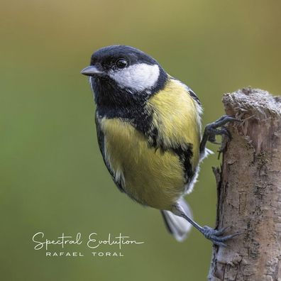 Rafael Toral: Spectral Evolution - - (LP / S)