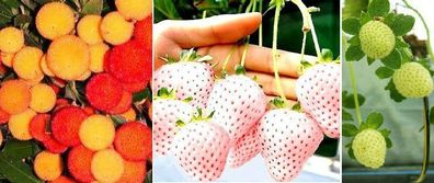 Samen - Set : Erdbeerbaum + weiße + gelbe Erdbeeren / winterharte Gemüsepflanzen Bio