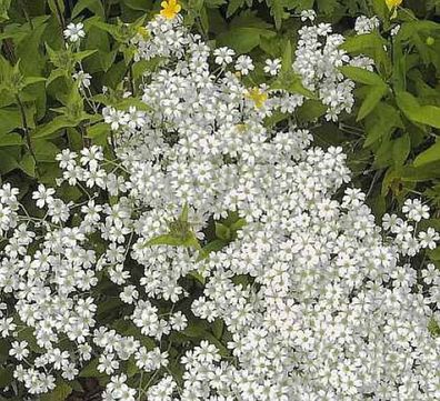 Hornkraut Silberteppich - Cerastium tomentosum