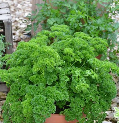 Petersilie Smaragd - Petroselinum crispum