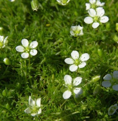 Sternmoos - Sagina subulata