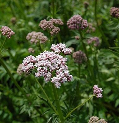 Baldrian - Valeriana officinalis