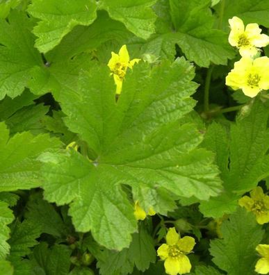 Gelapptblättrige Waldsteinie - Waldsteinia geoides