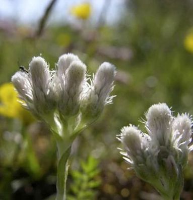 Katzenpfötchen - Antennaria dioica