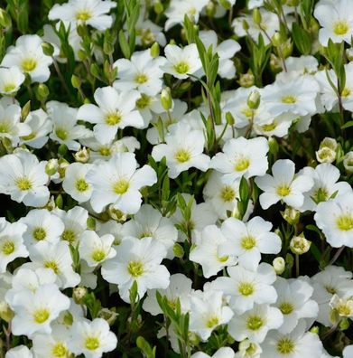 Sandkraut - Arenaria montana
