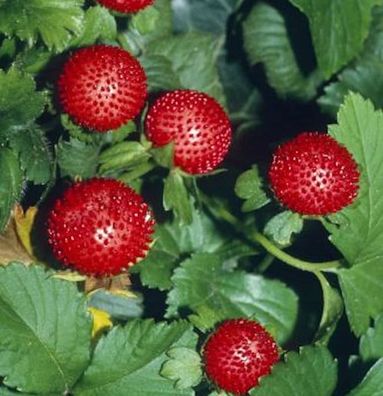 Scheinerdbeere - Duchesnea indica