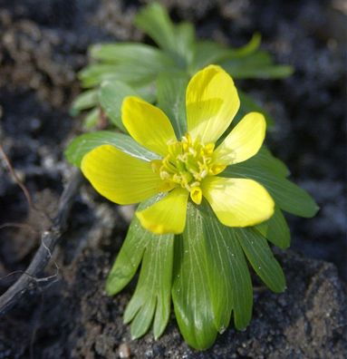 Winterling - Eranthis hyemalis