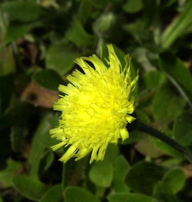 Silberblättriges Mausohr - Hieracium pilosella