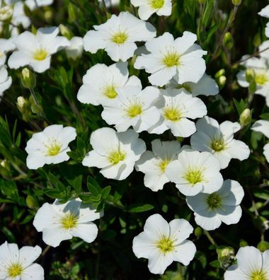 Sandkraut Blizzard Compact - Arenaria montana