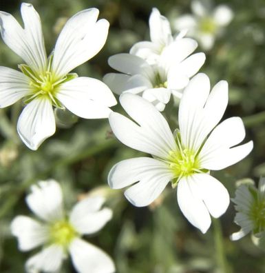 Silbrigblättriges Hornkraut - Cerastium biebersteinii