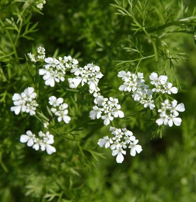 Garten Kerbel - Anthriscus cerefolium