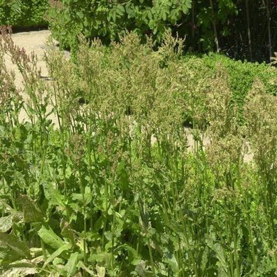 Sauerampfer - Rumex rugosus