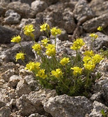 Immergrünes Felsenblümchen - Draba aizoides