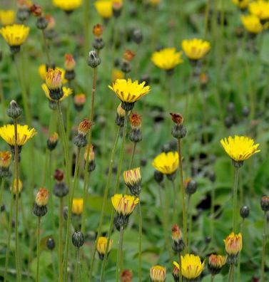 Silberblättriges Mausohr Niveum - Hieracium pilosella