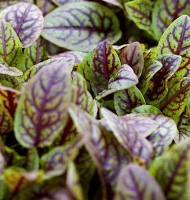 Blutampfer - Rumex sanguineus