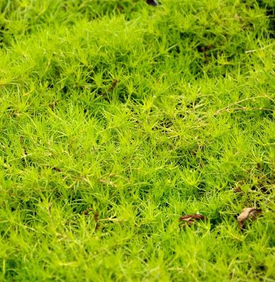 grüngelbes Sternmoos - Sagina subulata