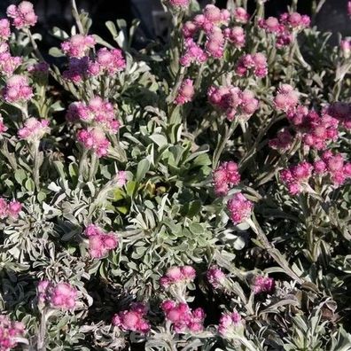 Katzenpfötchen Rotes Wunder - Antennaria dioica