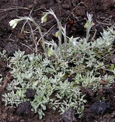 Katzenpfötchen Boreal - Antennaria dioica