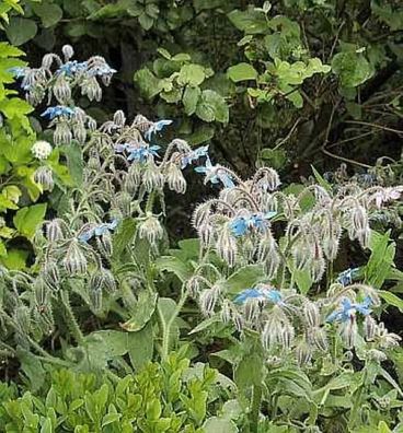Ausdauernder Borretsch - Borago pygmaea