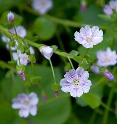 Sibirisches Tellerkraut - Montia sibirica