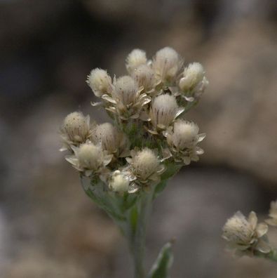 Katzenpfötchen Alba - Antennaria dioica