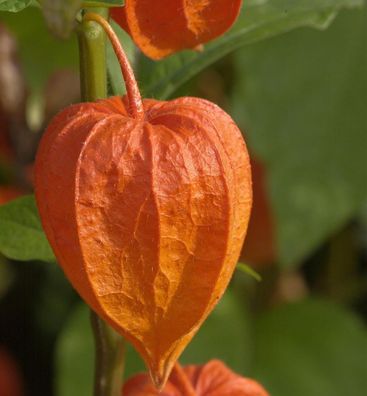 Lampionblume Zwerg - Physalis alkekengi