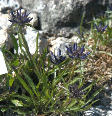 Teufelskralle - Phyteuma scheuchzeri