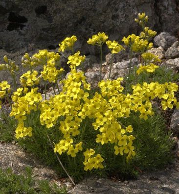 Olymp Felsenblümchen - Draba bruniifolia